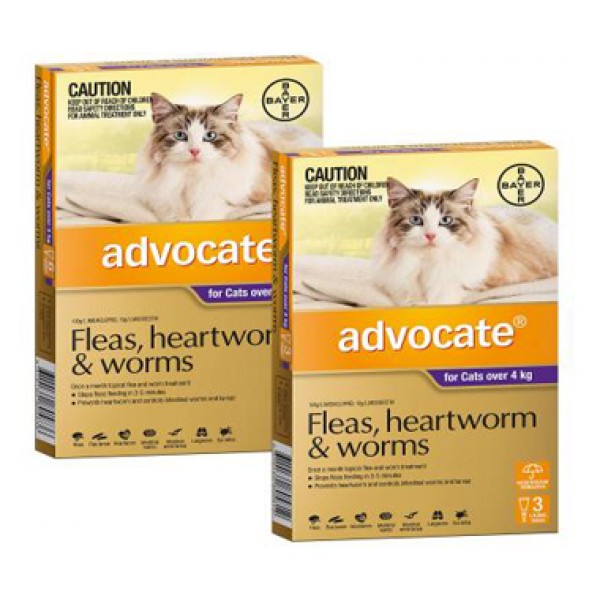 Advocate Large Cat (Purple) - Cats 