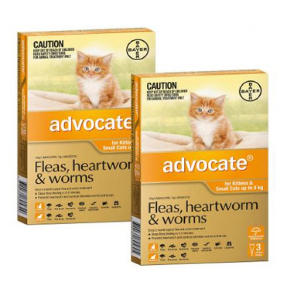 Advocate Kittens \u0026 Small Cats - Cats 