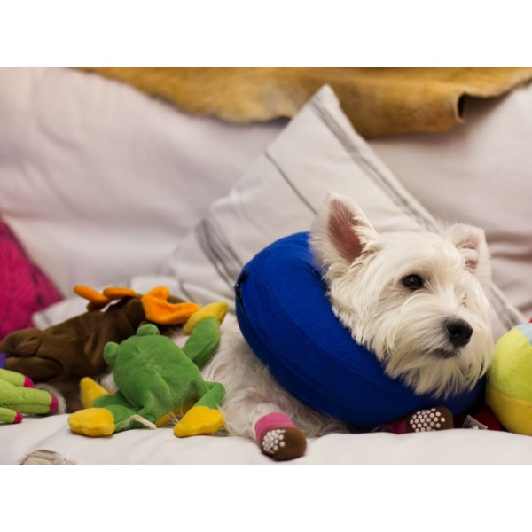 Kong cloud e best sale collar